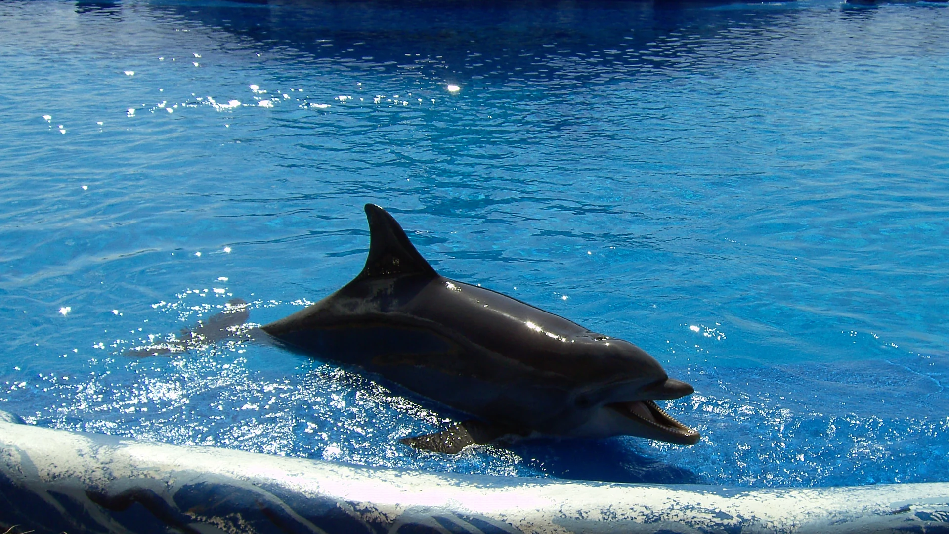 A bottlenose dolphin rising out of the blue show pool at Aqualand Costa Adeje, Tenerife