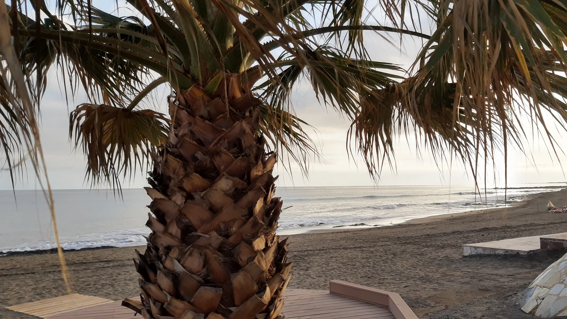 A palm tree over the beach at San Agustín on Gran Canaria's south coast, the resort where the Sala Scala dinner show venue is located