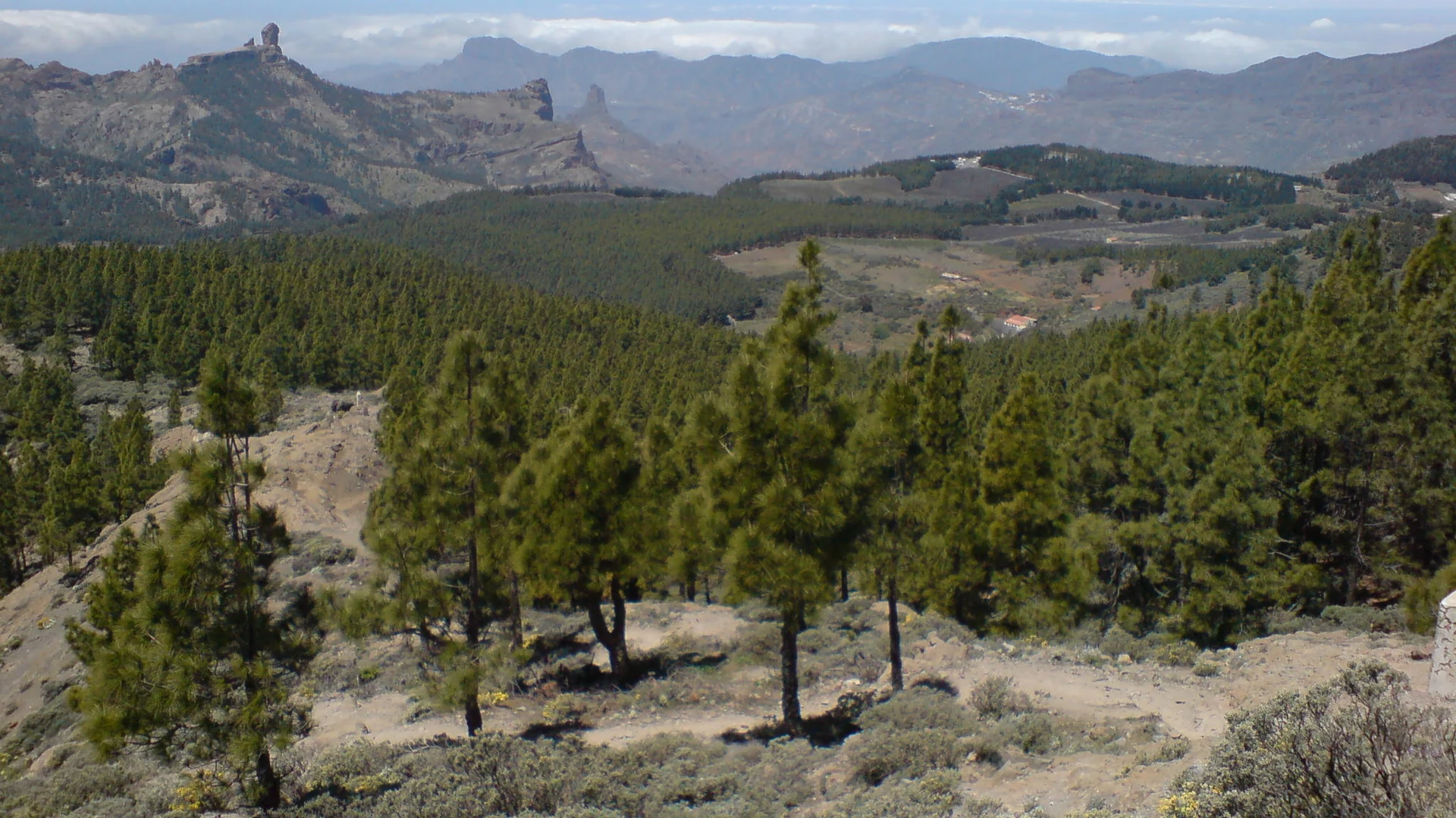 Pine forest at Llanos de la Pez in the mountains of Gran Canaria, with Roque Nublo on the ridge and Mount Teide above the clouds in the distance