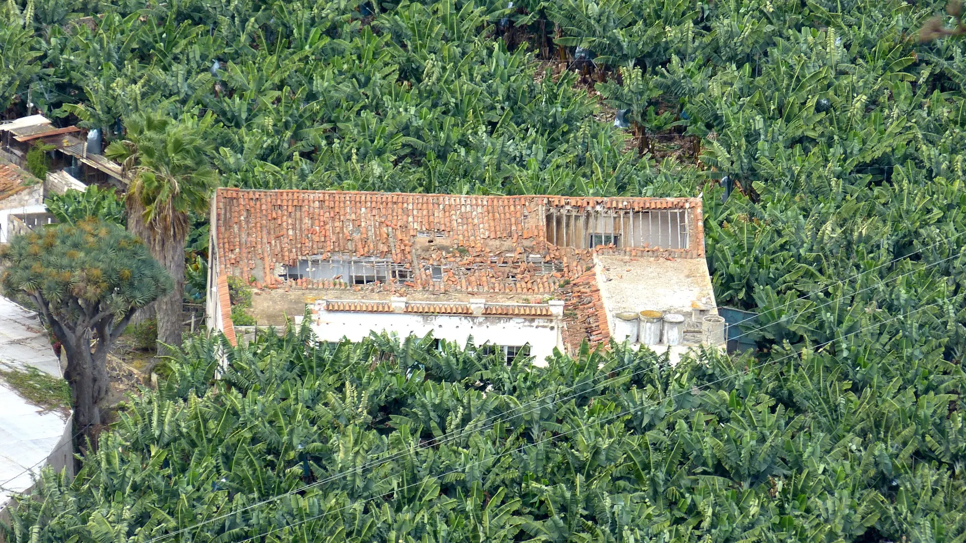 Terraced banana plantations surrounding an old farmhouse below the Montaña de Arucas in northern Gran Canaria