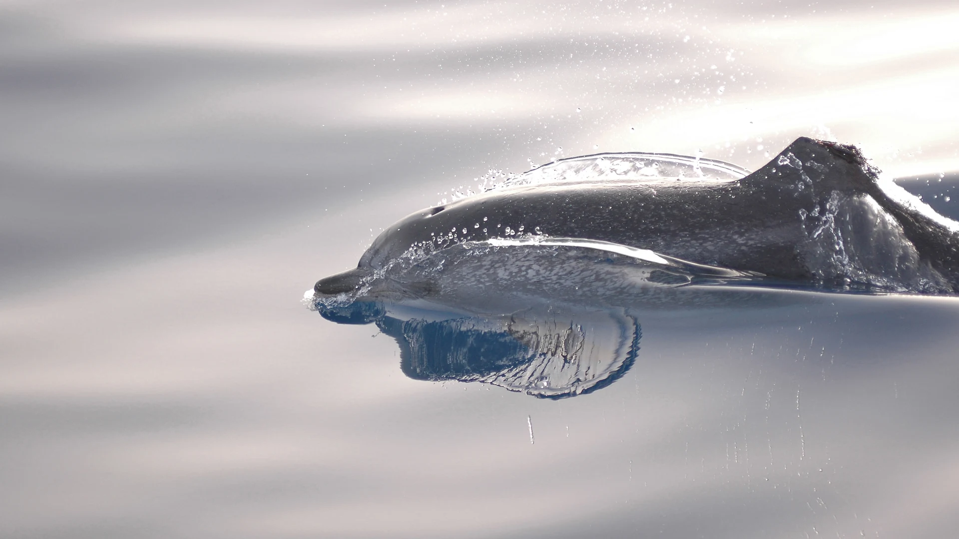 An Atlantic spotted dolphin breaking the surface of calm open Atlantic water