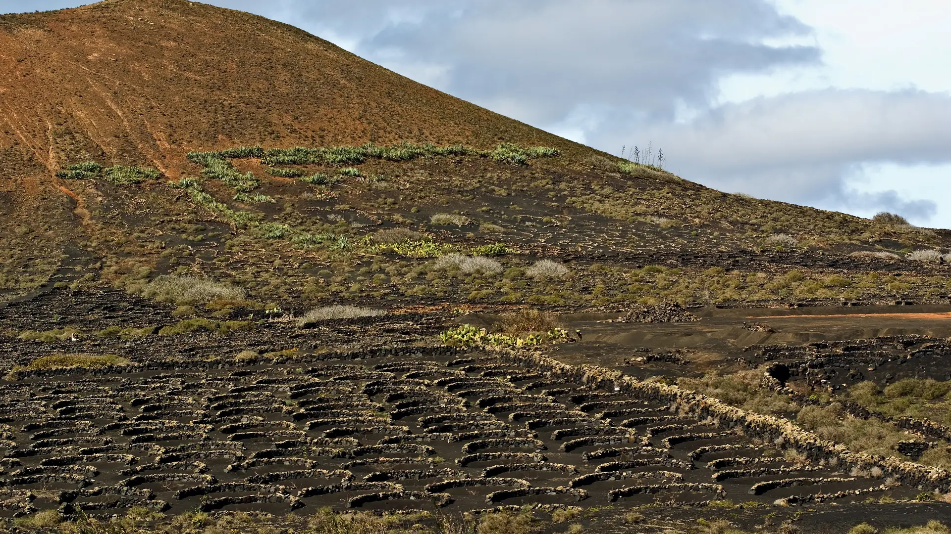 Rows of semicircular stone walls sheltering vines in black volcanic ash below a volcanic cone in La Geria, Lanzarote