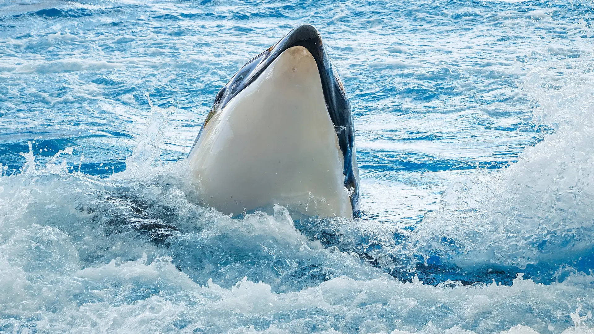 An orca surfacing in the Orca Ocean pool at Loro Parque in Puerto de la Cruz, Tenerife
