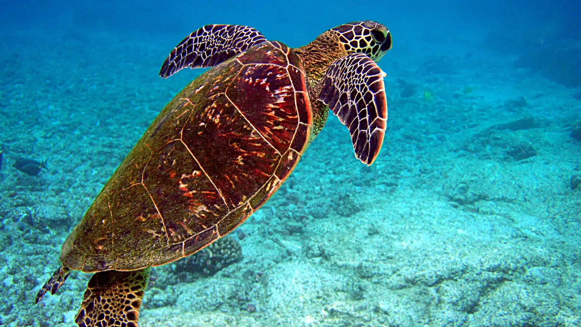 A green turtle swimming over a shallow seabed, the species that feeds on the seagrass meadows off Tenerife's south-west coast