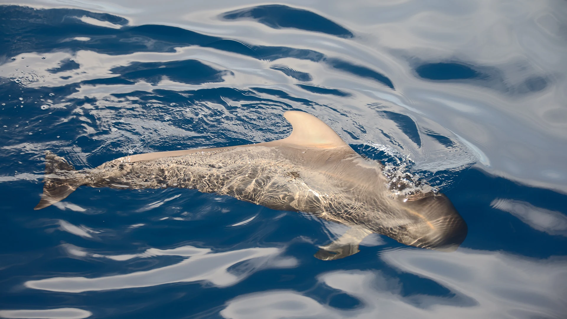 A short-finned pilot whale swimming just below the surface in the calm water off Tenerife